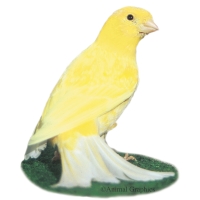 Friggen Canary