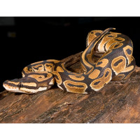 HOLY SHIT FUCKING SNAKE!!!